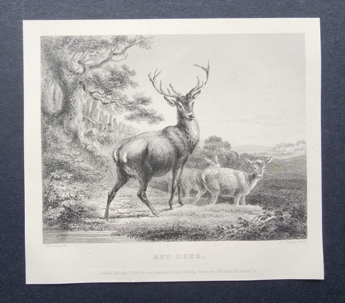 Antique 1842 print red - 1842, deer